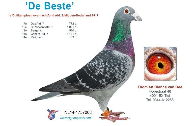 Tom & Bianca van Dee, Tiel, wederom Kampioen Marathonvluchten Afd. 7 (Deel 2 en Slot)